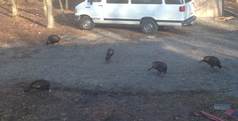 turkey-backyard