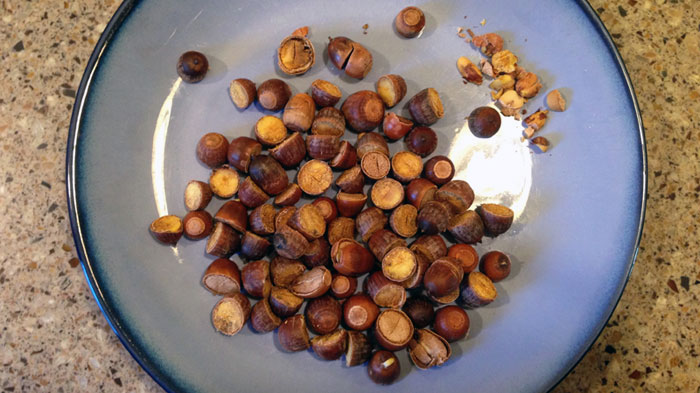 acorn-nuts