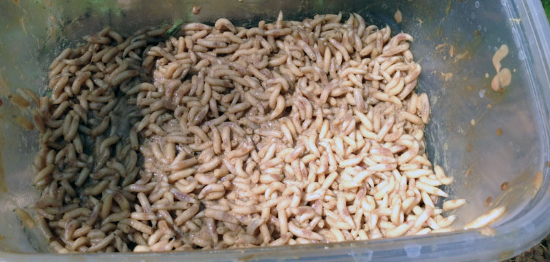 Bulk Maggots Week Old, 51% OFF