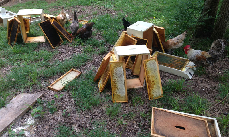 dismantled-hive