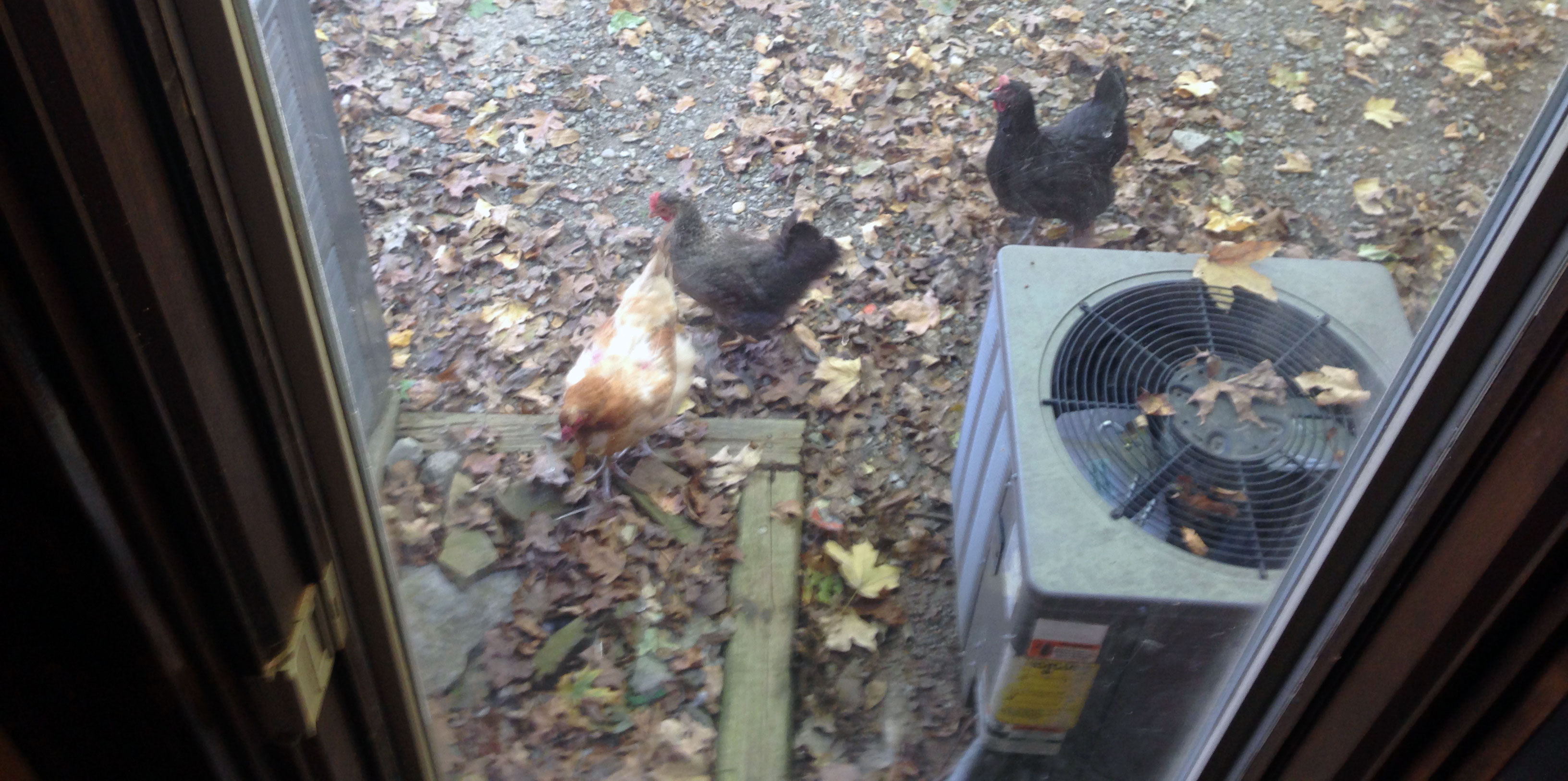 They were aggressive with me, but they'd stay by my side - even staying near the window when they could see me inside!